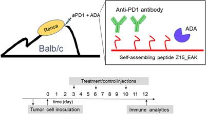 Localized PD-1 Blockade in a Mouse Model of Renal Cell Carcinoma